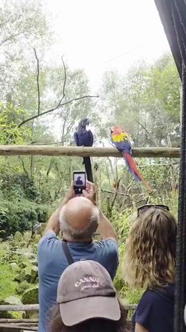 A man, seen from behind and in close-up focus on his bald head, is holding a smartphone in landscape orientation with both hands, appearing to take a photograph of two large parrots perched on a wooden beam. The parrot on the left is entirely dark blue, while the parrot on the right is predominantly red, yellow, and blue. The parrots are positioned on the beam, with the blue parrot facing right and the red, yellow, and blue parrot facing left, their beaks are touching. They are in an outdoor environment with dense green foliage visible in the background, suggesting a natural or aviary setting. Another person's hand, with visible curly hair, is visible in the lower right corner of the frame, also looking towards the parrots. The man's face is not visible. The lighting suggests an overcast or shaded day.