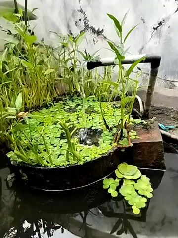The video shows a small, artificial pond with a waterfall feature. The pond is filled with water and aquatic plants, including duckweed and water hyacinths. A pipe extends from the wall and empties into the pond, creating a small waterfall. Surrounding the pond, there are various plants, some growing in containers, and a rough, textured wall in the background. In the distance, there are hints of clutter and possibly some household items. The overall impression is of a self-contained, somewhat rustic water feature in an outdoor setting.