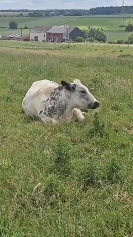 A white cow with black speckles lies in a grassy field. In the background, there are buildings that appear to be a farm or rural houses, and rolling hills under a cloudy sky. The cow is resting in the tall grass and looking to the right. The video is taken from a slightly elevated angle, looking down at the cow.