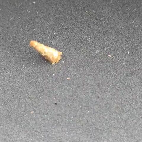 This is a close-up video of a small, conical object lying on a dark, textured surface. The object is light brown and appears to be made of a rough, granular material. It has a pointed end and a wider, blunt end with some frayed edges. The surface it rests on is speckled and appears to be a type of fabric or textured plastic. The lighting is overhead, casting a subtle shadow. There is no movement or interaction with the object.