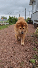 Child's morning routine with toys, dog captured in Kempelevo