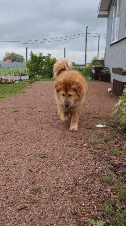 Child's morning routine with toys, dog captured in Kempelevo