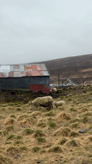 Rural Iceland scenes: grazing sheep, rustic shed, rushing rivers documented