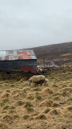 Rural Iceland scenes: grazing sheep, rustic shed, rushing rivers documented