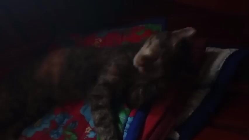 A cat is resting on a colorful blanket. The cat is lying on its side, and its head is turned to the right. The cat's fur is dark brown with some lighter brown and orange patches. The blanket is red with a floral pattern in blue and green. The background is dark, suggesting the lighting is low. The cat's eyes are closed, and it appears to be sleeping or resting.