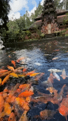 Koi fish gather at Tirta Empul Temple ponds