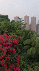 Daily life captured across Chongqing's Yuzhong District parks and plazas