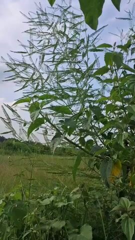 The video shows a slow pan across an outdoor scene. The foreground is dominated by green foliage, including large leaves and thin stalks of grass. In the middle ground, there is a field of tall grass, and to the left, a dilapidated brick structure with a small roof. The background consists of trees and a cloudy sky. The camera movement is smooth, and the overall impression is of a natural, somewhat overgrown environment. There are no people or animals visible in the video.