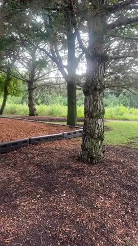 A squirrel is climbing up a tree trunk in a park. The squirrel is gray and has a bushy tail. It is clinging to the bark of the tree with its claws. The tree is tall and has green leaves. In the background, there are other trees and tall grass. The ground is covered with mulch and wood chips. There is a black border around a section of the mulch. The video is filmed in daylight.