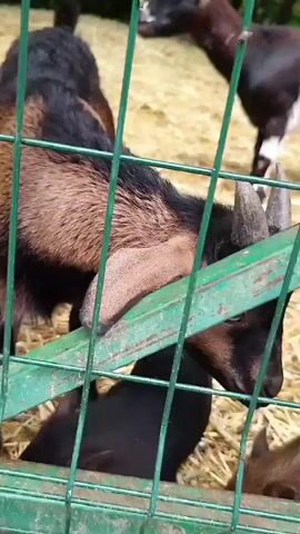 This is a short, close-up video taken from behind a green metal fence. Inside the fenced area, several young goats are visible, lying on a bed of hay. The goats are of various colors, including black, brown, and white. One goat in the foreground is primarily black and white with horns. Another is brown and black, also with horns. Further back, another goat is mostly black, and parts of a white goat are also visible. The goats appear to be interacting, with some nuzzling each other. The video is low-resolution and somewhat shaky, suggesting it was filmed handheld.