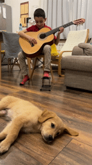 Boy practices guitar with golden retriever puppy in Bulgaria