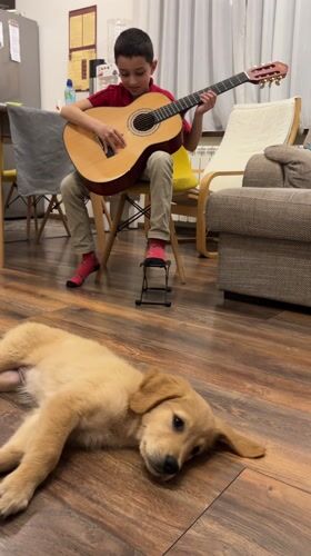 Boy practices guitar with golden retriever puppy in Bulgaria