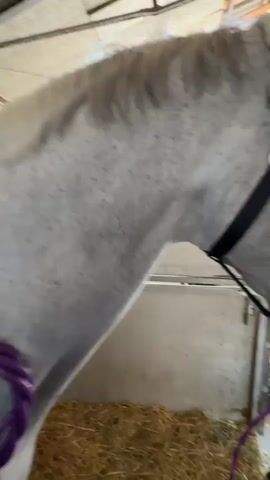 The video shows a close-up of a person's hand holding a purple braided rope-like object against the side of a white horse. The horse has grey speckles on its coat and its mane is visible at the top of the frame. The person's hand, which has a tattoo on their wrist, is positioned to create a loop with the rope against the horse's body. The background suggests an indoor stable environment, with straw on the ground and part of a metal stall structure visible. The lighting is somewhat dim. The rope is being manipulated in a circular motion, possibly for grooming or massage.