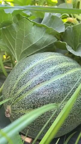The video shows a close-up view of a young melon growing on a vine amidst large green leaves. The melon is oval-shaped with distinct stripes and a speckled texture. The surrounding environment appears to be a garden or field, with sunlight filtering through the foliage, creating a bright and natural setting. The camera slowly pans across the scene, focusing on the melon and its lush surroundings.