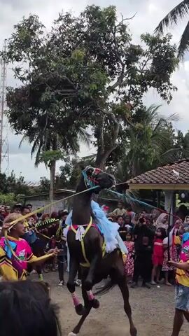 A dark horse is adorned with colorful decorations, including blue and white fabric draped over its back and brightly colored headgear. A rider wearing a light blue traditional outfit, including a head covering, is mounted on the horse. The horse is being led by people on either side, holding ropes attached to its bridle. A crowd of spectators, dressed in a variety of casual clothing, watches the scene. Some spectators are holding cameras or phones, presumably to record the event. The background features trees, a tall transmission tower, and buildings, suggesting an outdoor setting in a village or rural area. The sky is overcast. The overall atmosphere appears festive.