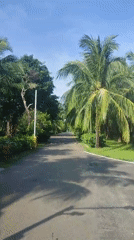 Tropical road scene captured in Phú Quốc, Vietnam