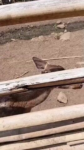 The video shows a deer in an enclosure. The enclosure appears to be made of bamboo. In the background, there are trees, a fence, and some people. The deer is looking at the camera and seems to be interacting with it. The ground of the enclosure is dirt. The video is shot during the day.