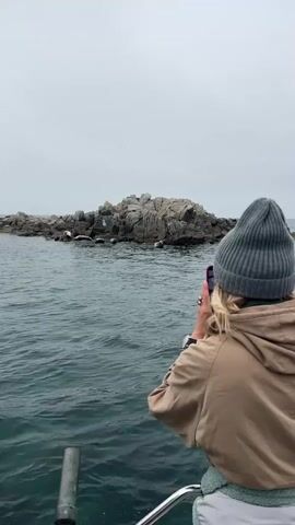 A woman wearing a grey beanie and tan hoodie is on a boat, taking a photo with her phone. The boat is moving toward a rocky island where several seals are resting. The seals are various shades of grey and lying on the rocks near the water's edge. The sky is overcast.