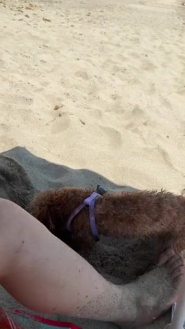A person's legs are visible on a sandy beach. A small, reddish-brown dog wearing a purple harness is lying in the sand next to the person's legs. The dog lifts its head and turns its body. The dog then moves towards a white pole and appears to sniff at it. The dog then returns to lying in the sand.