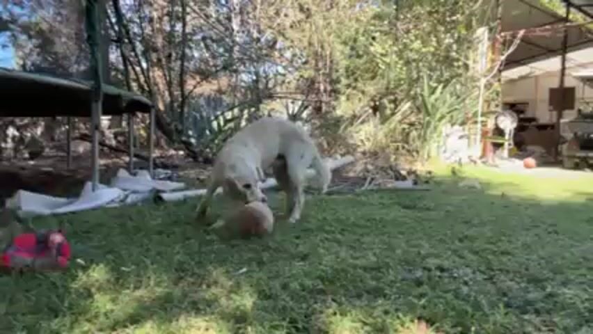 A medium-sized yellow dog plays with a mottled, light-red ball in a grassy yard with scattered debris. The dog pushes the ball around with its nose and paws. Background details include lush green vegetation, a trampoline, and a shed with a golf cart inside.  The scene is brightly lit with dappled sunlight filtering through the trees.