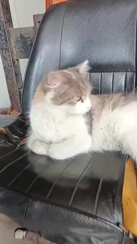A medium shot video captures a fluffy cat with gray and white fur resting on a black textured seat. The cat is lying down with its paws tucked underneath its body, facing towards the right of the frame. Its eyes are open and appear to be yellow-green. The background is slightly out of focus, showing some shelving and metal structures, suggesting an indoor or workshop environment. The camera briefly shakes and blurs at around 00:03 before returning to a clearer focus on the cat. The cat's head movements are subtle, and its gaze seems fixed in one direction.