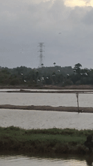 Rural Lhokseumawe landscapes and birds documented under overcast skies