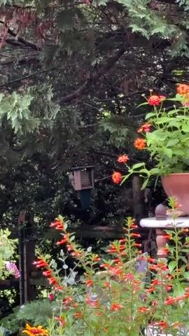 A bird feeder hangs from a tree branch in a garden. Red flowers are in the foreground, and green foliage is in the background. A bird lands on the bird feeder and pecks at the food. Another bird is perched on a branch to the right of the bird feeder.
