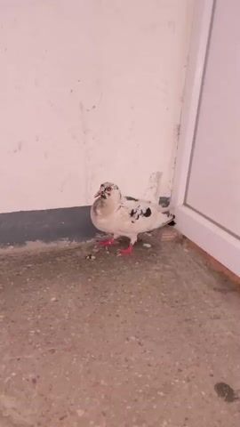 A pigeon with white and black markings stands on a concrete floor in the corner of a room. The pigeon's legs are red and it is facing slightly to the left. There are some small, dark objects on the floor in front of the pigeon, possibly food or droppings. The wall behind the pigeon is white and appears to be slightly dirty. A white doorframe is visible to the right of the pigeon. The lighting is dim.
