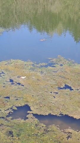 A frog is swimming in a pond with significant algae growth. The water is blue, and the algae are green. Reflections of trees can be seen on the water's surface. The frog is light brown in color and swimming towards the top of the frame. Someone off-screen can be heard making croaking noises.