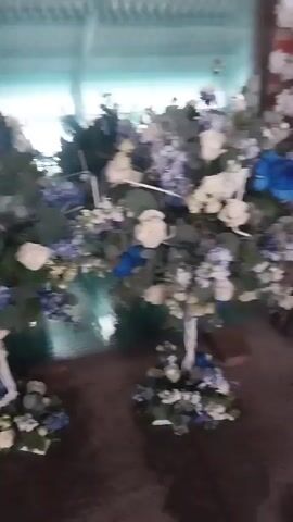 The video displays a collection of elegant floral decorations and artificial trees, likely prepared for an event. The scene appears to be an indoor or semi-covered area, possibly a venue in La Merced, Ecuador, given the context. In the background, there is a reddish-brown brick wall, and the floor is a light-colored concrete or similar hard surface.

The primary subjects are numerous flower arrangements featuring a harmonious blend of white and various shades of blue flowers. White roses are prominent, interspersed with light blue and darker blue hydrangeas or similar blossoms, along with green foliage. Some arrangements also include striking royal blue roses as accents. These floral displays are presented on different levels: some are tall, standing on white-wrapped pedestals, while smaller, coordinating arrangements are placed at the base of these pedestals. White ribbons are visible amongst the flowers, adding a touch of delicate detail.

Complementing the floral arrangements are several artificial white cherry blossom trees, their branches heavily laden with delicate white blooms, creating a soft, ethereal backdrop. These trees have dark, realistic-looking trunks. On the left side of the frame, there's a reflection, possibly from a large window or a mirrored surface, showing hints of green and blue. No people are visible in the video, and there is no discernible text. The overall impression is one of meticulous preparation and sophisticated decoration for a special occasion.