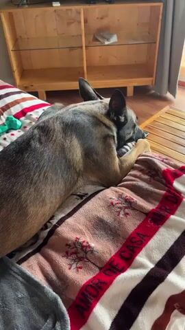 A dog is lying on a couch with a blanket. The dog is resting its head on its paws. A TV is on in the background showing a beach scene with people and trees. A wooden cabinet is below the TV. There is a wooden coffee table to the right of the dog.