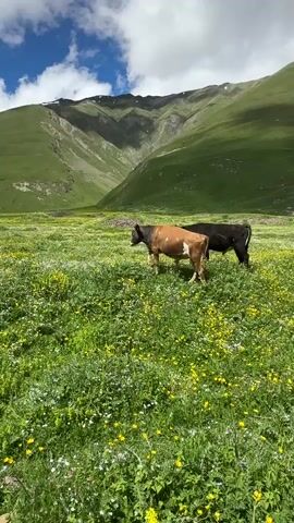 This media file captures a serene pastoral scene in Ketrisi, Georgia. The primary subjects are two cows, one a mix of brown and white and the other solid black, grazing peacefully in a vast, vibrant green meadow. The meadow is carpeted with a profusion of small, white and yellow wildflowers, adding a delicate texture to the landscape.

In the background, majestic, rolling green mountains rise towards a bright blue sky dotted with fluffy white clouds. The lighting suggests it is daytime, likely late morning or early afternoon, with the sun casting a gentle glow over the scene. The overall atmosphere is one of tranquility and natural beauty, evoking a sense of peace and harmony. The setting appears to be a remote, undeveloped area, characteristic of the Georgian countryside, known for its stunning natural landscapes. There is no visible text within the media file.
