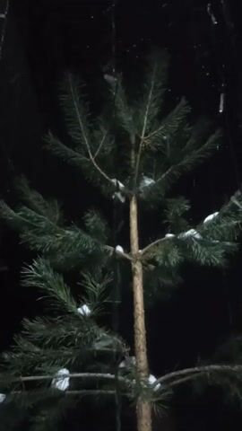 A small pine tree with snow on its branches is centered against a dark, night-time background. It is snowing, and the flakes are visible as streaks in the air. Some sort of hanging material is also visible, blurred in the background behind the tree.