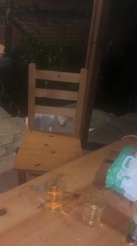 White cats gather on nighttime patio in Bulgarian village