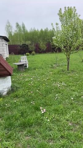 The video shows a backyard on an overcast day. Initially, a person in dark clothing is seen walking in the distance near a brown fence. The camera pans across a green lawn dotted with small white flowers. There's a rustic wooden table and bench set on the grass. A small tree with white blossoms is in the middle of the lawn. As the camera pans right, it reveals two colorful flower pots hanging on a tree. Further along, a stone pathway leads to a small wooden shed. A small tunnel-like structure is seen in the background. Finally, the camera tilts up to show a large tree completely covered in white blossoms against the gray sky. White petals are scattered on the lawn beneath the tree.
