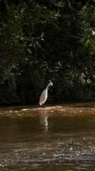 Little egret spotted foraging in shallow waters near Tinwell