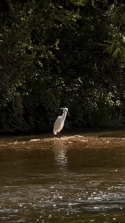 Little egret spotted foraging in shallow waters near Tinwell