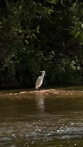 A white bird, likely an egret, stands in shallow water or on a small island within a body of water. The bird has a slender body, a long neck, and a sharp bill. Initially, its neck is bent backwards, appearing to preen or stretch. It then straightens its neck and looks towards the left side of the frame. The water is dark with reflections and sparkles, indicating sunlight. The background is dominated by lush green trees and bushes, suggesting a natural, vegetated bank. The scene is bright and appears to be daytime. No people or visible text are present. The location is Tinwell, United Kingdom.