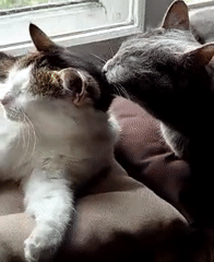 Cats Rest and Groom While Dandelions Bloom Nearby