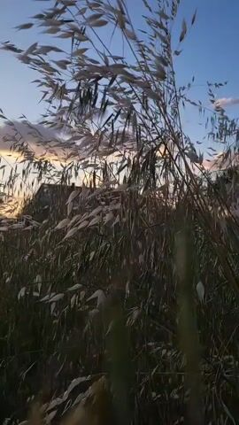 The video shows tall, grassy plants swaying in the wind against a backdrop of a sunset sky with a blue and orange gradient. The plants are mostly brown and dry, with some lighter, silvery seed heads. They appear to be growing in a field or open area. The wind is causing the plants to move back and forth, creating a rippling effect. The sky is a mix of blue near the top and orange towards the horizon, with some clouds visible.