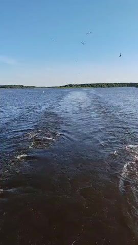 This media file captures a scenic view from a boat moving through a wide river. The water, dark and choppy, shows a distinct wake spreading behind the vessel. Overhead, a bright blue sky is dotted with several birds, likely seagulls, soaring freely. In the distance, a dense line of trees marks the riverbank, suggesting a natural, possibly forested, environment. The lighting indicates it is daytime, likely late morning or early afternoon, given the clear, sunny conditions. The overall mood is serene and peaceful, conveying a sense of travel and connection with nature. There is no visible text in the media file.