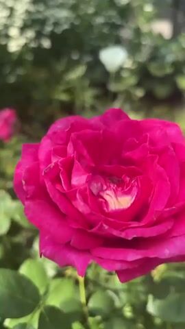 This is a close-up video of a vibrant pink rose in full bloom. The rose's petals are ruffled and layered, with a lighter yellow-gold hue at the center, creating a beautiful contrast. The background is softly blurred, featuring lush green foliage and hints of other flowers, suggesting a garden setting. The lighting appears natural, indicating it was filmed during the daytime. The focus remains sharply on the rose, highlighting its intricate texture and delicate beauty. There are no visible people or text in the video. The scene evokes a sense of natural beauty and tranquility, common in a garden environment in Chyshky, Ukraine.