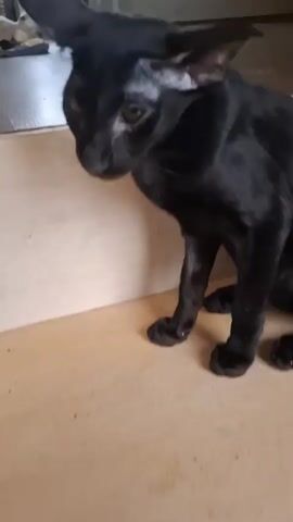A sleek black cat with large ears and striking green eyes is the main subject of the video. It is positioned in the foreground, sitting upright with its head turned slightly to the right, observing something off-camera. The cat's fur is a deep, glossy black, and its body appears slender and elegant. The background shows a room with a light-colored floor and a wall or partition. In the background, a reflection in a mirror or glass surface reveals another black cat standing and another cat that appears to be a lighter color in the distance, suggesting the presence of other cats in the environment. The lighting in the scene is moderate, highlighting the cat's features. The camera focuses on the cat, with slight movements capturing its head turns and slight shifts in posture as it interacts with its surroundings or remains attentive to something unseen.