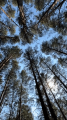 Family enjoys forest outing in Chaikovsky pine woods