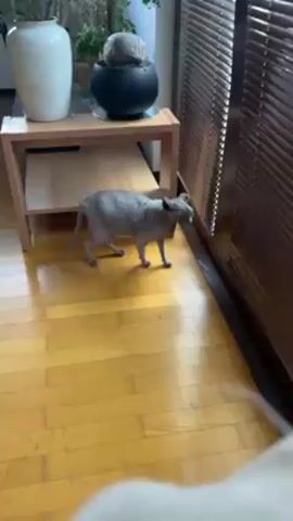 A gray Sphynx cat walks on a wood floor towards the edge of the frame and stops to look towards the right. There is a wooden table with shelves on the left. The wooden floor is comprised of short planks that are laid down horizontally. To the right are brown closed blinds. A white object is on the right in the foreground.