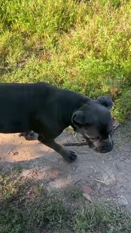 The video begins with a close-up shot of a dark-colored dog, possibly a pit bull or a similar breed, sniffing at a stick on the ground. The dog's head and neck are clearly visible, with its ears perked up and its body angled downwards. The background consists of dry, cracked dirt and some green vegetation. The camera then pans slightly upwards and to the side, revealing more of the dog's body, which appears muscular and stocky. The dog then turns and begins to walk away from the camera, picking up the stick in its mouth. The perspective shifts to follow the dog as it walks down a narrow dirt path, bordered by grass and various plants. The path appears to be outdoors, possibly in a rural or semi-rural setting, with some structures or vehicles visible in the distance at the end of the path. The lighting suggests it is daytime, possibly late afternoon or early evening, with warm sunlight casting shadows. The dog continues to walk away from the camera, carrying the stick, and eventually disappears from view as the video ends.