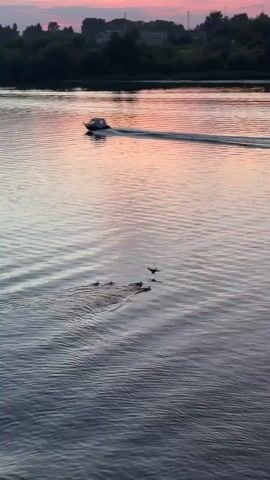 A drone shot captures a serene sunset over a body of water. A small boat speeds across the water, leaving a wake. In the foreground, a family of ducks swims in a V-formation, their tiny wakes creating ripples. The sky is painted with hues of pink and orange, reflecting on the calm water. The distant shore is lined with lush green trees, and faint outlines of buildings can be seen. The video ends with a close-up of the ducks as they continue their journey across the water.