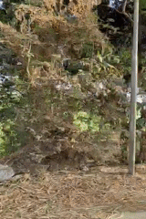Late-night vehicle journey recorded passing Mumbai green fields