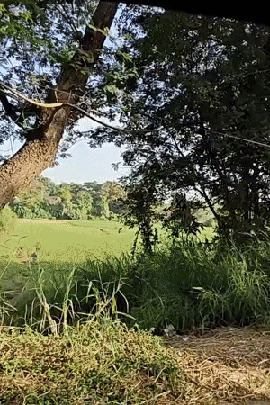 Late-night vehicle journey recorded passing Mumbai green fields