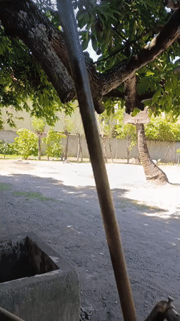 Rural farm life and tropical vegetation documented over two hours